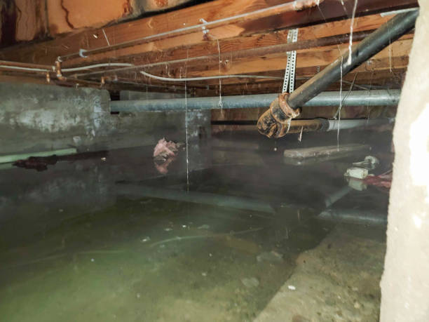 Best Basement water damage restoration  in Beaver Creek, TX